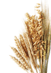 Coeliac Coeliac