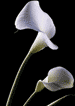 Colchicine