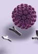 HPV HPV