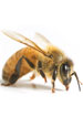 Anaphylaxis