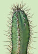 Neuropathic